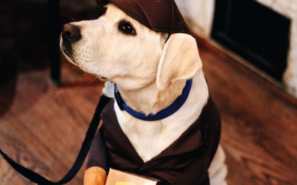Dog wearing a UPS costume